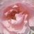 Ružová - Čajohybrid - Delset